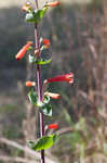 Scarlet beardtongue